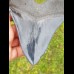 12,5cm fantastischer, blauer Haizahn Megalodon