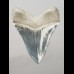 12,5cm fantastic, blauer shark tooth Megalodon