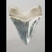 12,5cm fantastischer, blauer Haizahn Megalodon