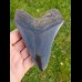 12,8cm polierter Haizahn des Megalodon