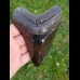 12,8cm polierter Haizahn des Megalodon