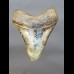 Reserviert - 13,0cm polished shark tooth of Megalodon