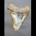Reserviert - 13,0cm polished shark tooth of Megalodon