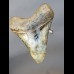 Reserviert - 13,0cm polished shark tooth of Megalodon