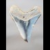 Reserviert - 13,0cm polished shark tooth of Megalodon