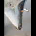 Reserviert - 13,0cm polished shark tooth of Megalodon