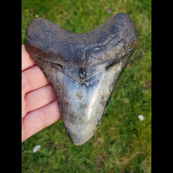 Reserviert - 13,0cm polished shark tooth of Megalodon