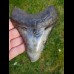 Reserviert - 13,0cm polished shark tooth of Megalodon