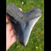 Reserviert - 13,0cm polished shark tooth of Megalodon