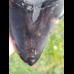 Reserviert - 13,0cm polished shark tooth of Megalodon