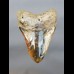 12,8 cm großer polierter Zahn des Megalodon