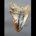 12,8 cm großer polierter Zahn des Megalodon