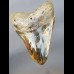 12,8 cm großer polierter Zahn des Megalodon