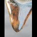 12,8 cm großer polierter Zahn des Megalodon