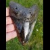 12,8 cm großer polierter Zahn des Megalodon
