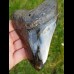 12,8 cm großer polierter Zahn des Megalodon
