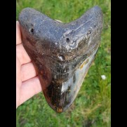 12,8 cm großer polierter Zahn des Megalodon