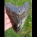 12,8 cm großer polierter Zahn des Megalodon