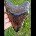 12,8 cm großer polierter Zahn des Megalodon