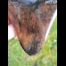 12,8 cm großer polierter Zahn des Megalodon