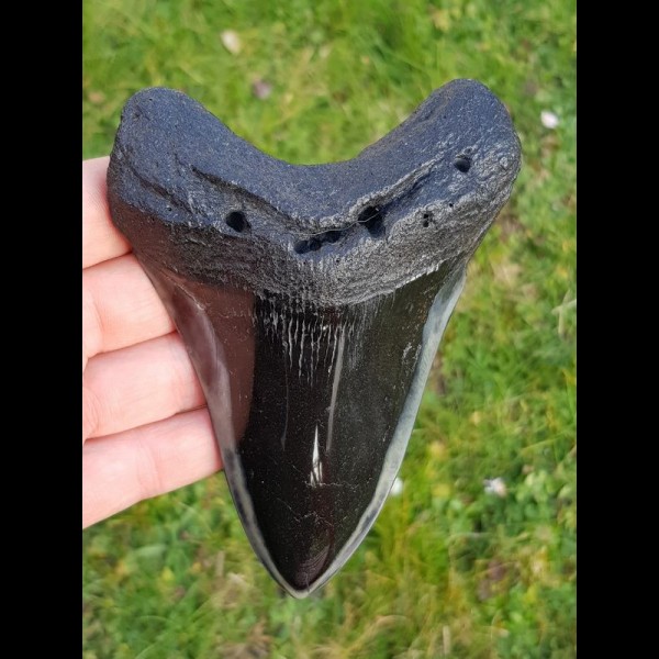 13,3 cm riesiger spitzer polierter Haizahn des Megalodon