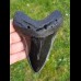 13,3 cm riesiger spitzer polierter Haizahn des Megalodon