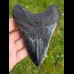 13,3 cm riesiger spitzer polierter Haizahn des Megalodon