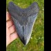 13,3 cm giant spitzer polished shark tooth of Megalodon