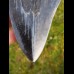 13,3 cm riesiger spitzer polierter Haizahn des Megalodon