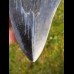 13,3 cm giant spitzer polished shark tooth of Megalodon