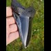 13,3 cm riesiger spitzer polierter Haizahn des Megalodon