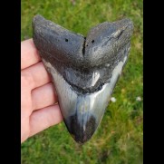 12,5cm schöner polierter Zahn des Megalodon - Hai