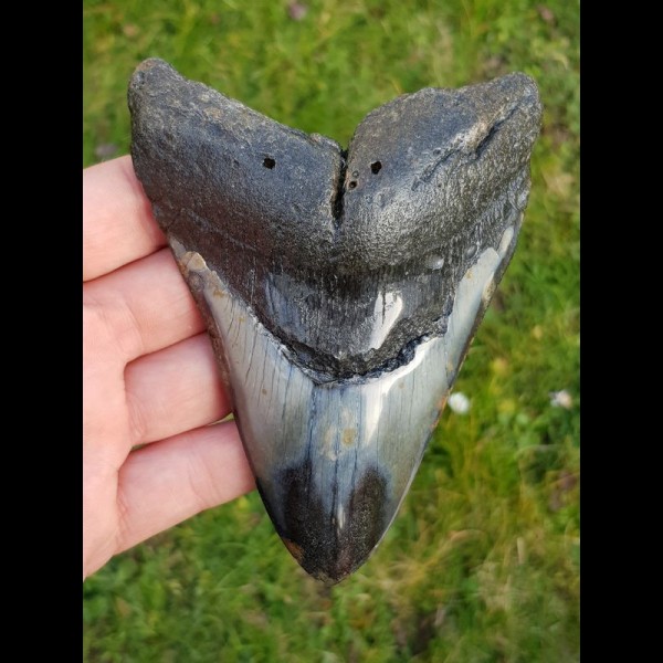 12,5cm schöner polierter Zahn des Megalodon - Hai