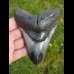 12,5cm schöner polierter Zahn des Megalodon - Hai