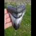 12,5cm schöner polierter Zahn des Megalodon - Hai