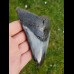 12,5cm schöner polierter Zahn des Megalodon - Hai