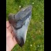 12,5cm beautiful polished tooth of Megalodon - shark