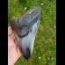 12,5cm schöner polierter Zahn des Megalodon - Hai