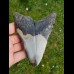 12,5cm schöner polierter Zahn des Megalodon - Hai