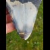 12,5cm schöner polierter Zahn des Megalodon - Hai