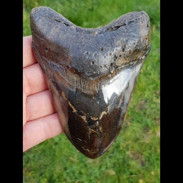 12,5cm polierter farbreicher Haizahn des Megalodon