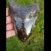 12,5cm polierter farbreicher Haizahn des Megalodon