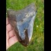 12,5cm polished farbreicher shark tooth of Megalodon