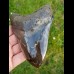 12,5cm polierter farbreicher Haizahn des Megalodon