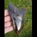 12,5cm polished farbreicher shark tooth of Megalodon
