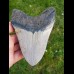 12,5cm polierter farbreicher Haizahn des Megalodon