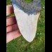 12,5cm polierter farbreicher Haizahn des Megalodon