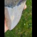12,5cm polierter farbreicher Haizahn des Megalodon