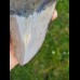 12,5cm polished farbreicher shark tooth of Megalodon