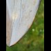 12,5cm polished farbreicher shark tooth of Megalodon